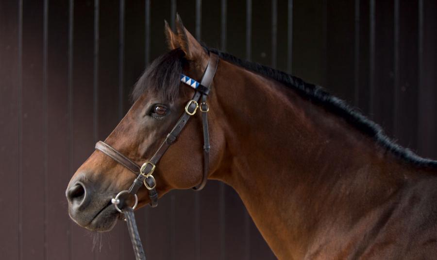 Allevamento del purosangue