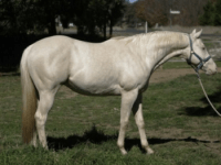 Allevamento del Purosangue